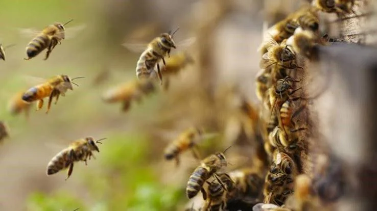 Rescate, conservación y producción de abejas sin aguijón y apis melíferas en comunidades rurales de Sucumbíos y Orellana, Ecuador